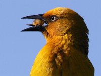 Lekker is die bessie  Cape Weaver - Frieda Prinsloo 2013 : frieda